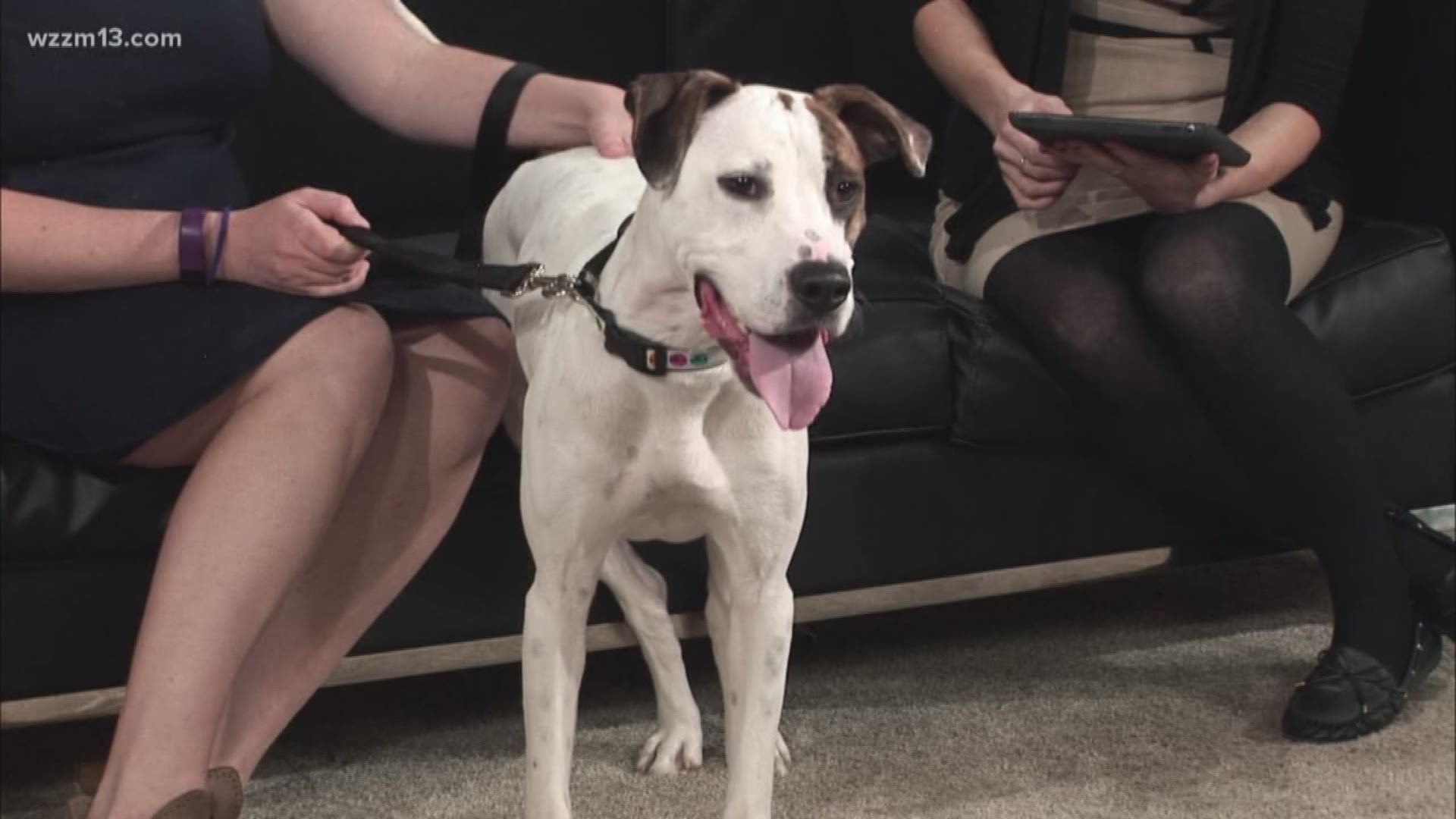 Looking for a special friend? Adopt Fifth from the Humane Society of West Michigan. He's a very energetic 1-year-old Boxer mix, so he's looking for an active family.