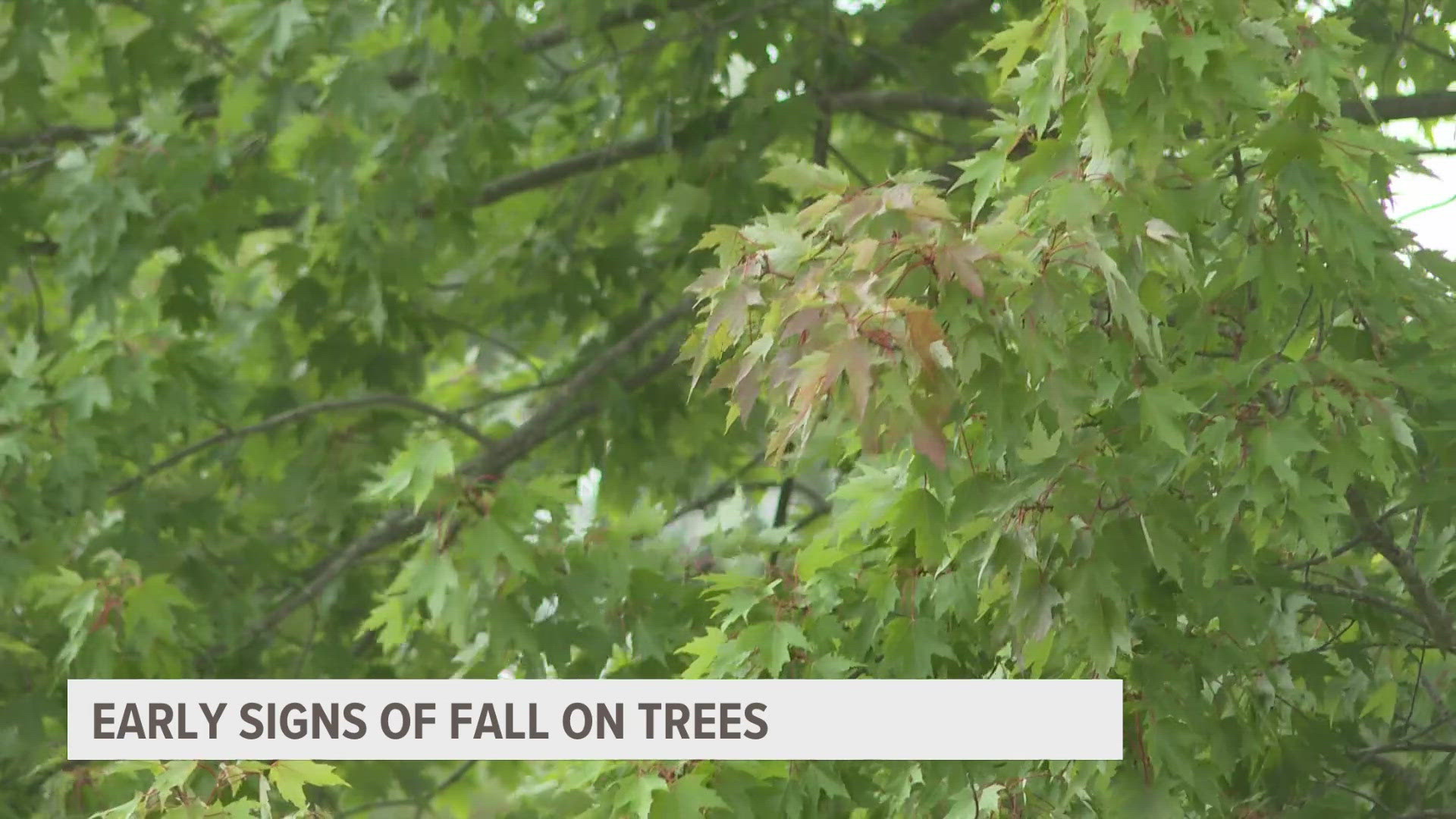 You may have noticed some trees already showing signs of turning color. To get answers, we spoke to a West Michigan arborist with decades of experience in tree care.