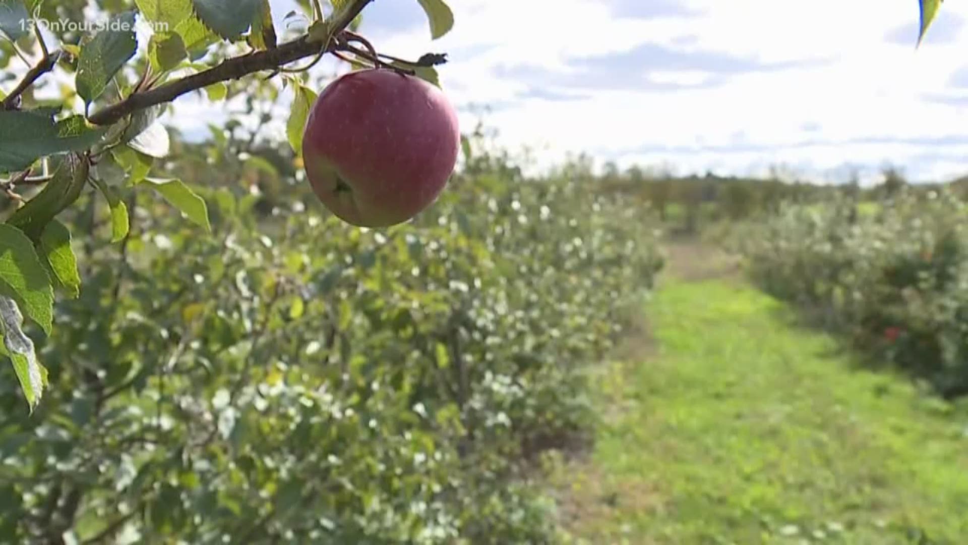 The Spicer family says 22,000 apples were stolen from their orchard in Hartland, Michigan.