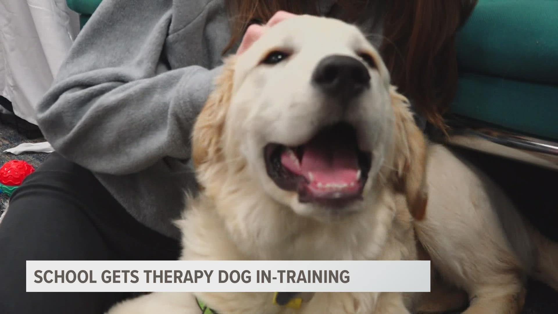 Holland school welcomes therapy dog in-training 