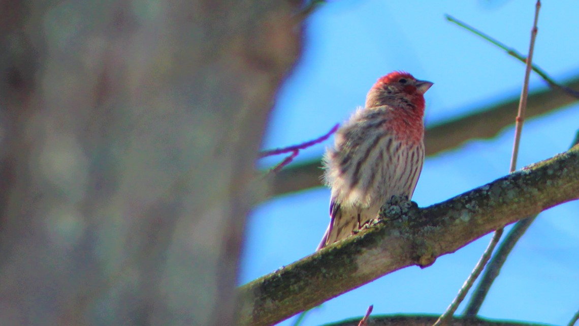 Irruptive migration creates dream situation for Michigan birders ...