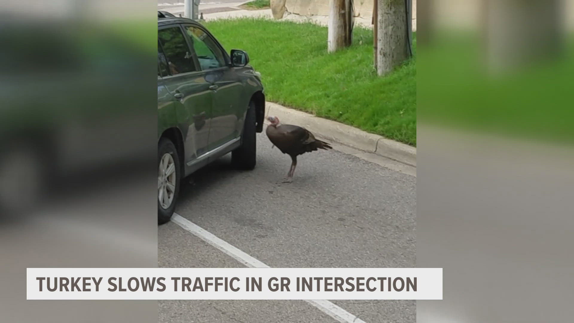 A Tours Around Michigan bus was making their way through Heritage Hill when they came across a turkey causing trouble.
