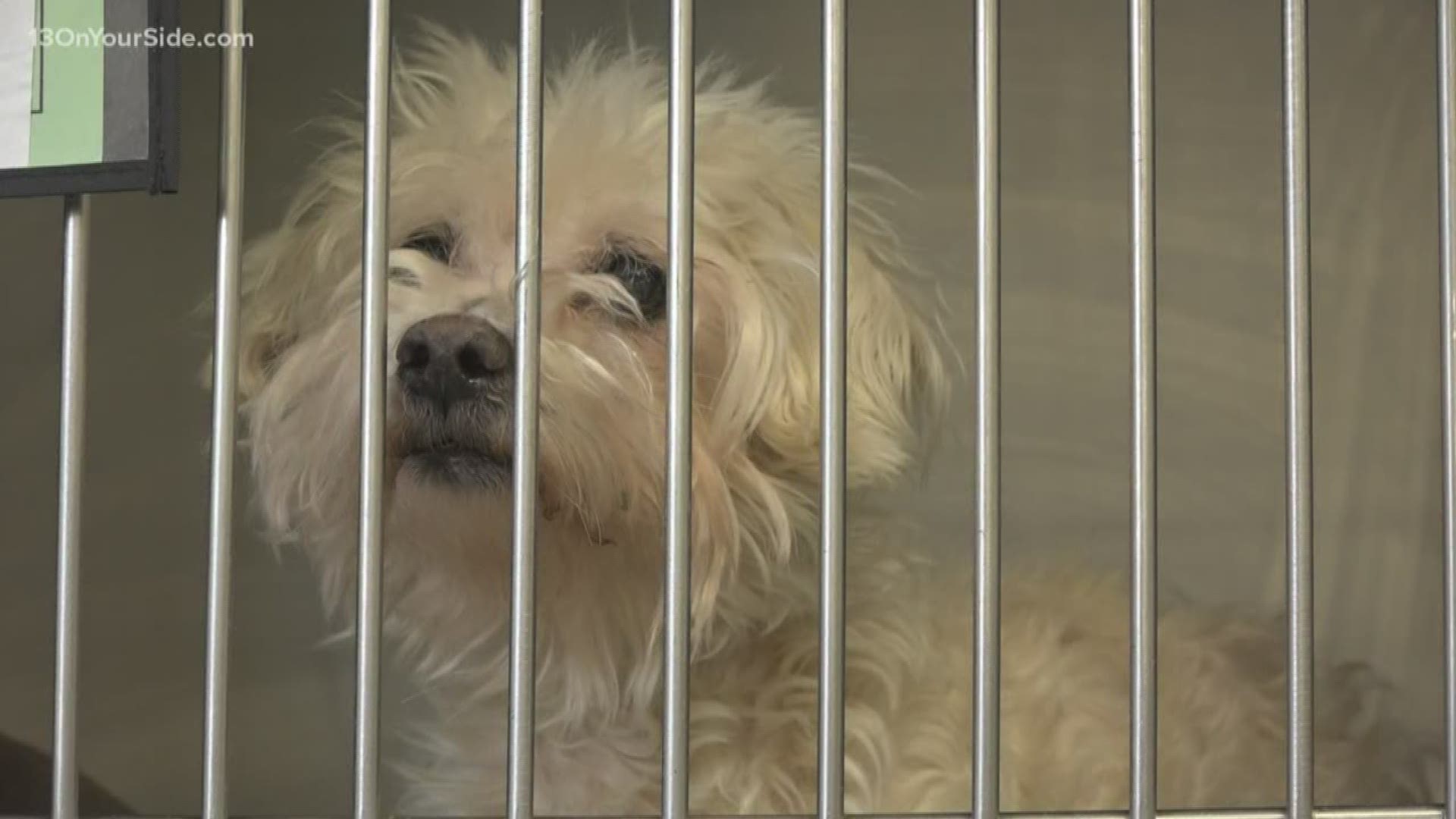 Lawmakers in Lansing are proposing legislation that would protect pets from extreme temperatures.