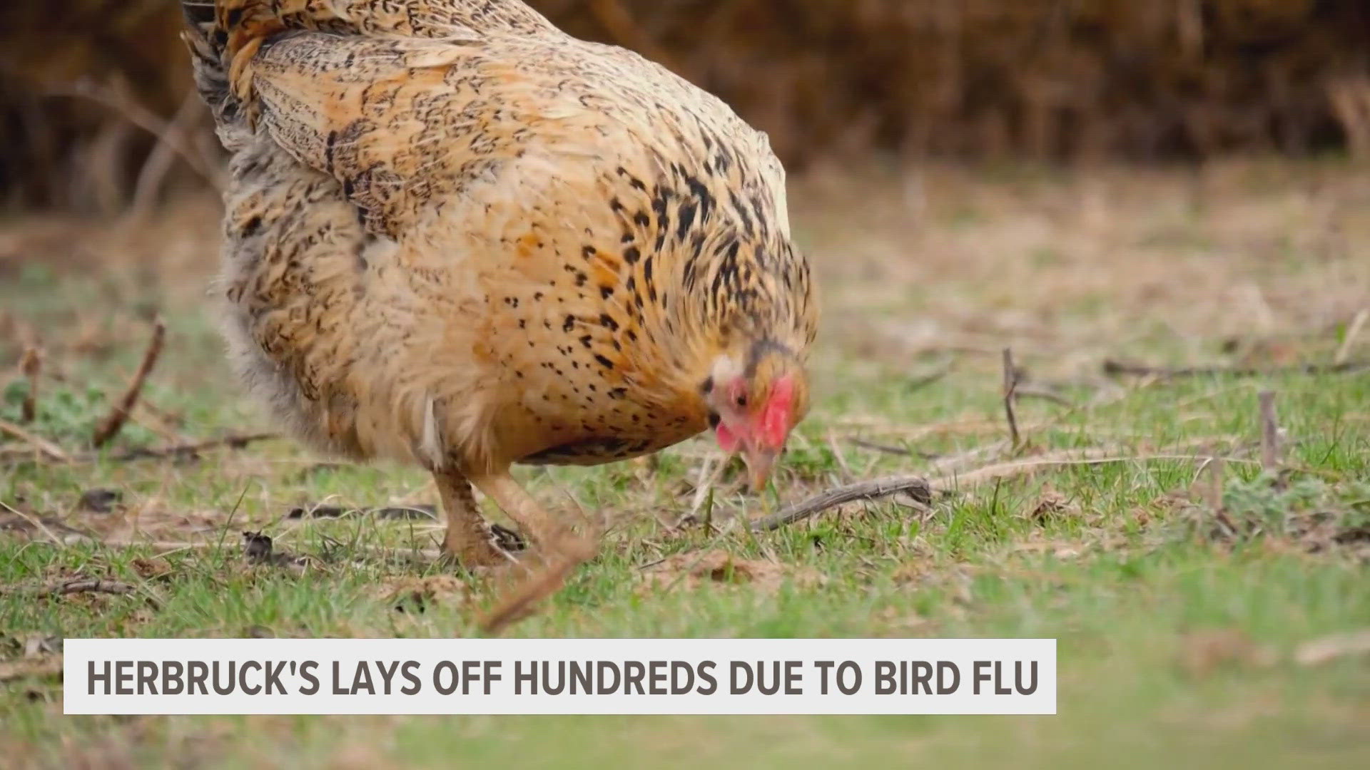 Avian influenza has taken a hit to the farms' hen population, so the producer announced mass layoffs.