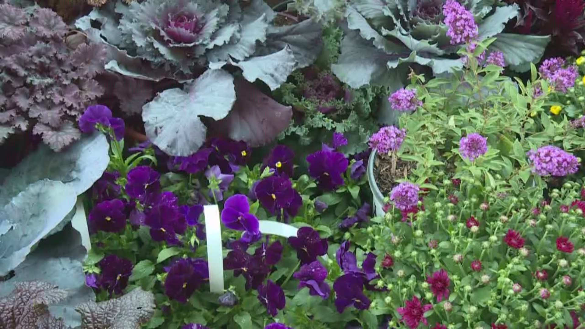 Greenthumb: Purple in the garden