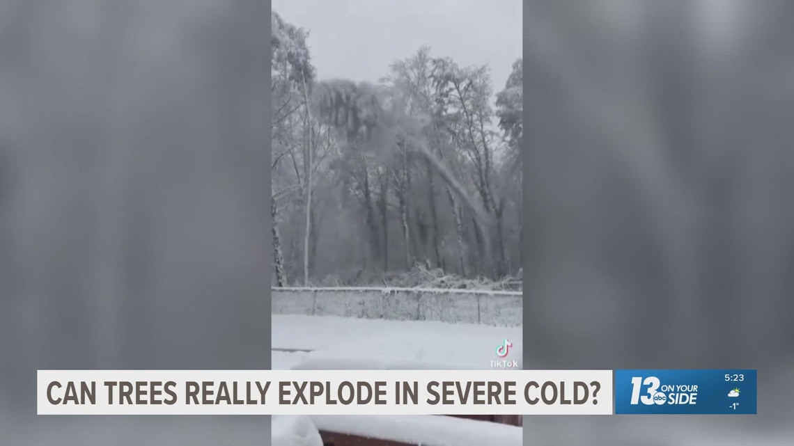 Can Trees Really Explode In Severe Cold Wzzm13