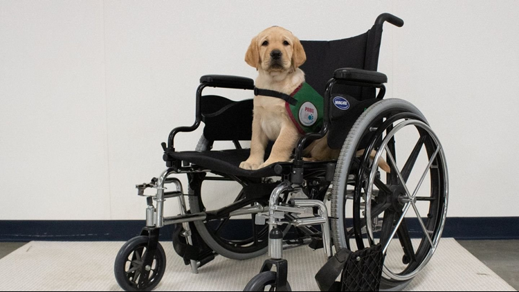 Want to foster a puppy for a cause? Paws With A Cause needs your help: