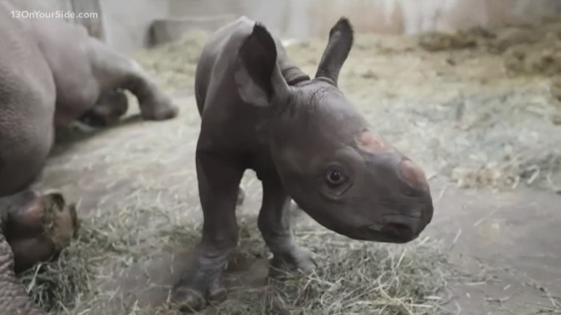 Potter Park Zoo is holding a naming contest for a rare black rhino calf that was born on Christmas Eve.