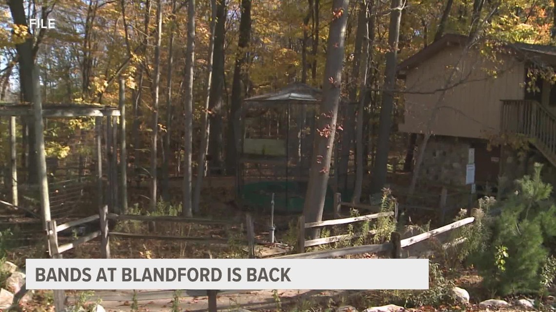 Live music with wild company: Bands at Blandford returns this summer