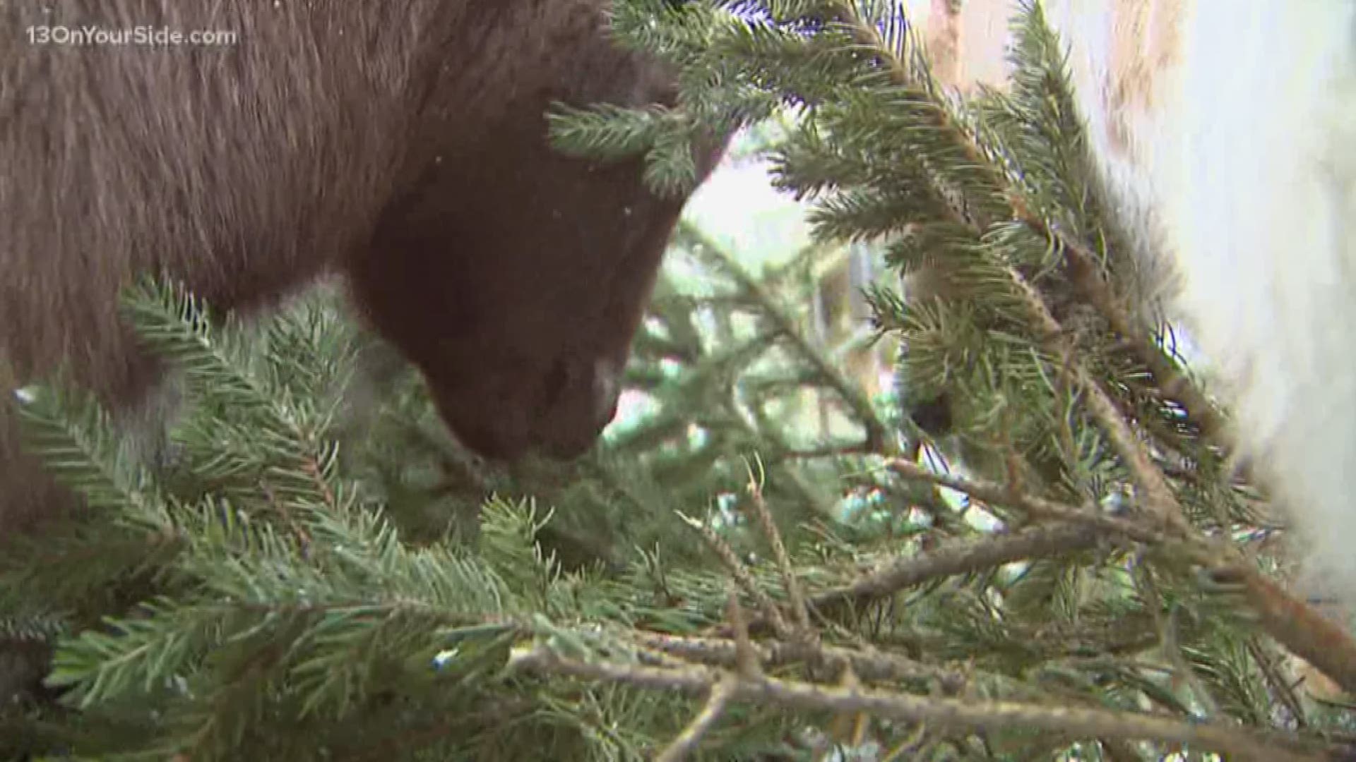 If you're looking to get rid of your real Christmas tree, starting today, the goats at Lewis Farms will take them off your hands!