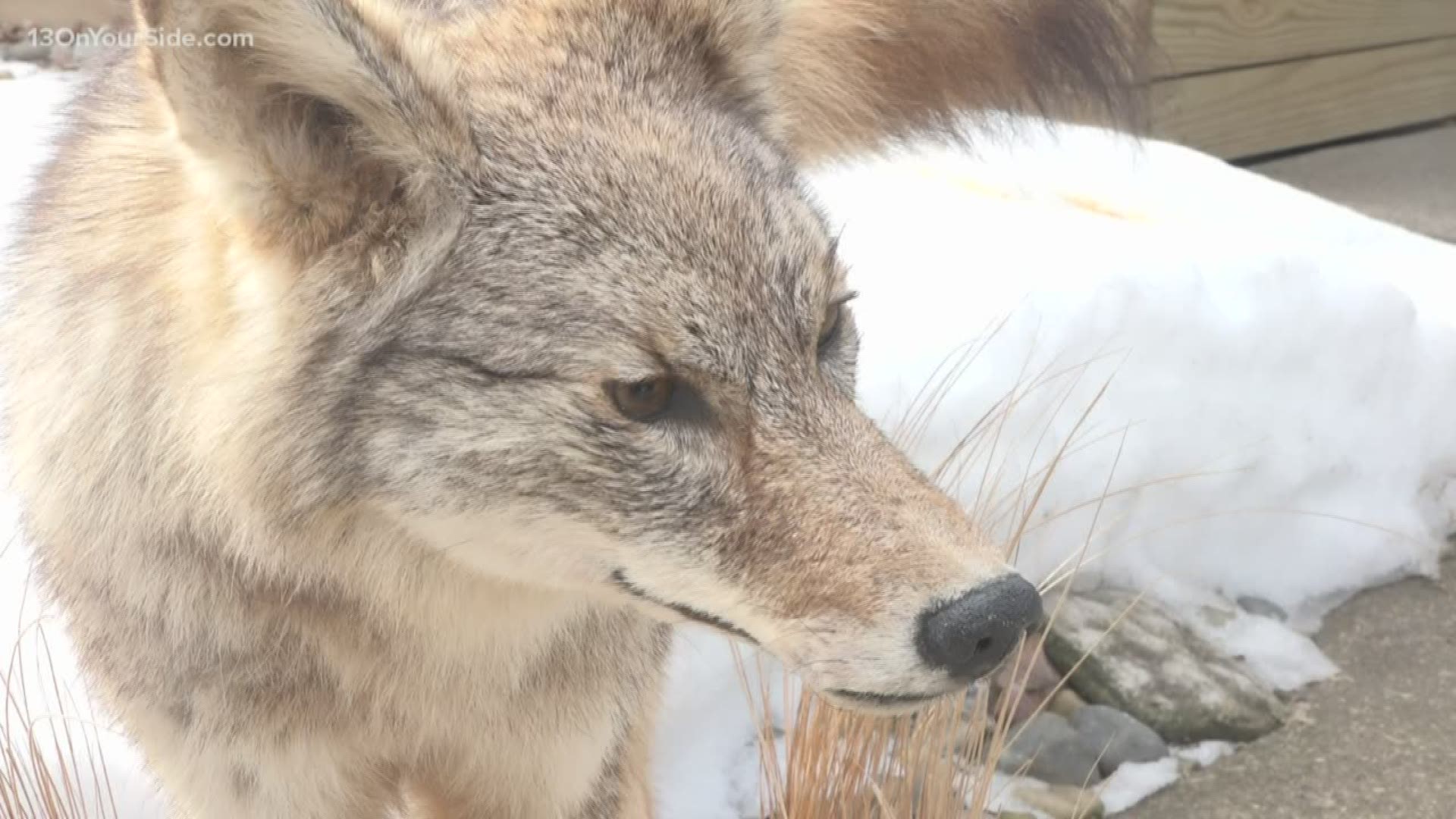 February is a peak month for coyotes' breeding season.
