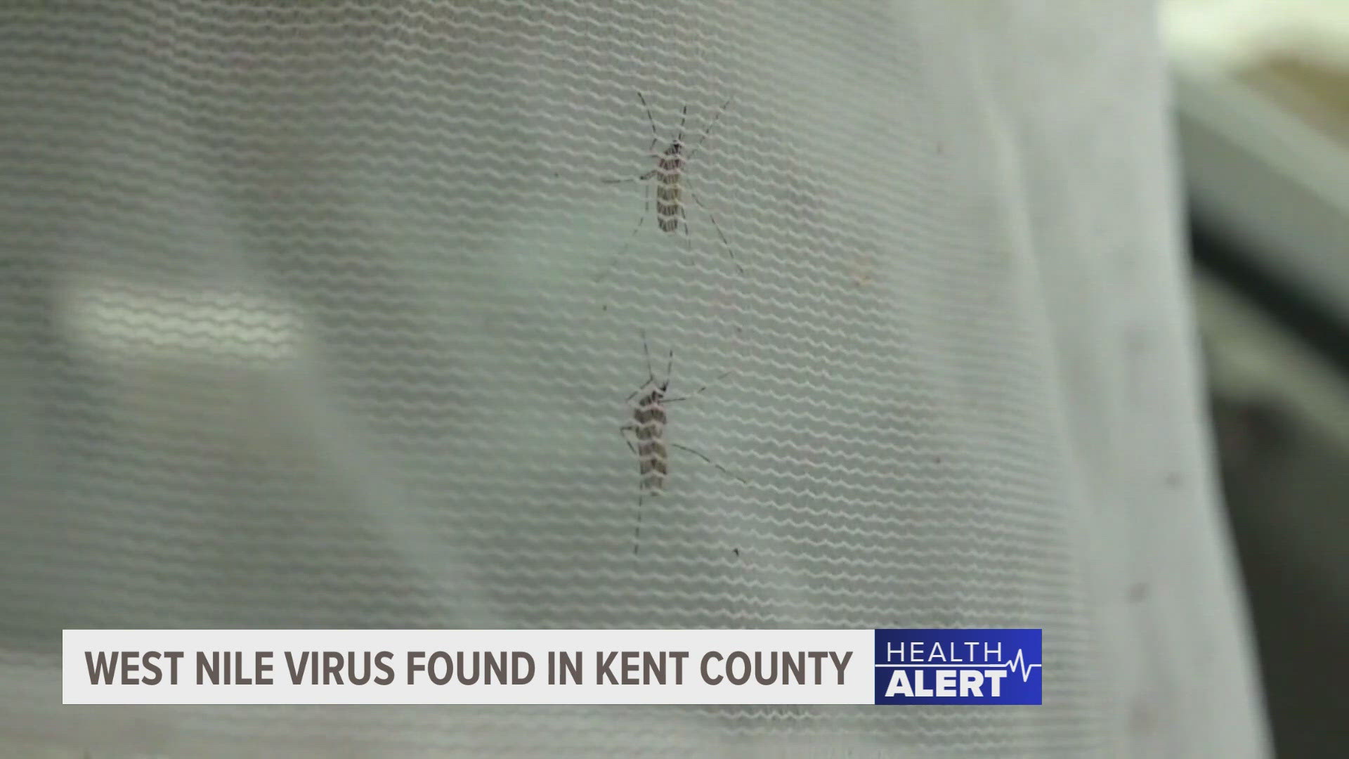 The Kent County Health Department has detected West Nile virus in a sample of area mosquitoes.