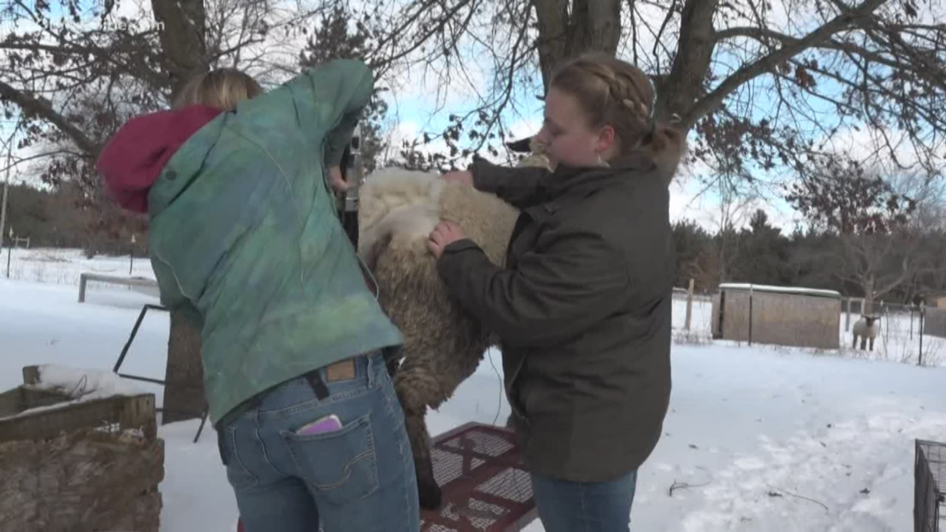 Two sisters have turned a passion for animal showing into a small sheep-shearing business