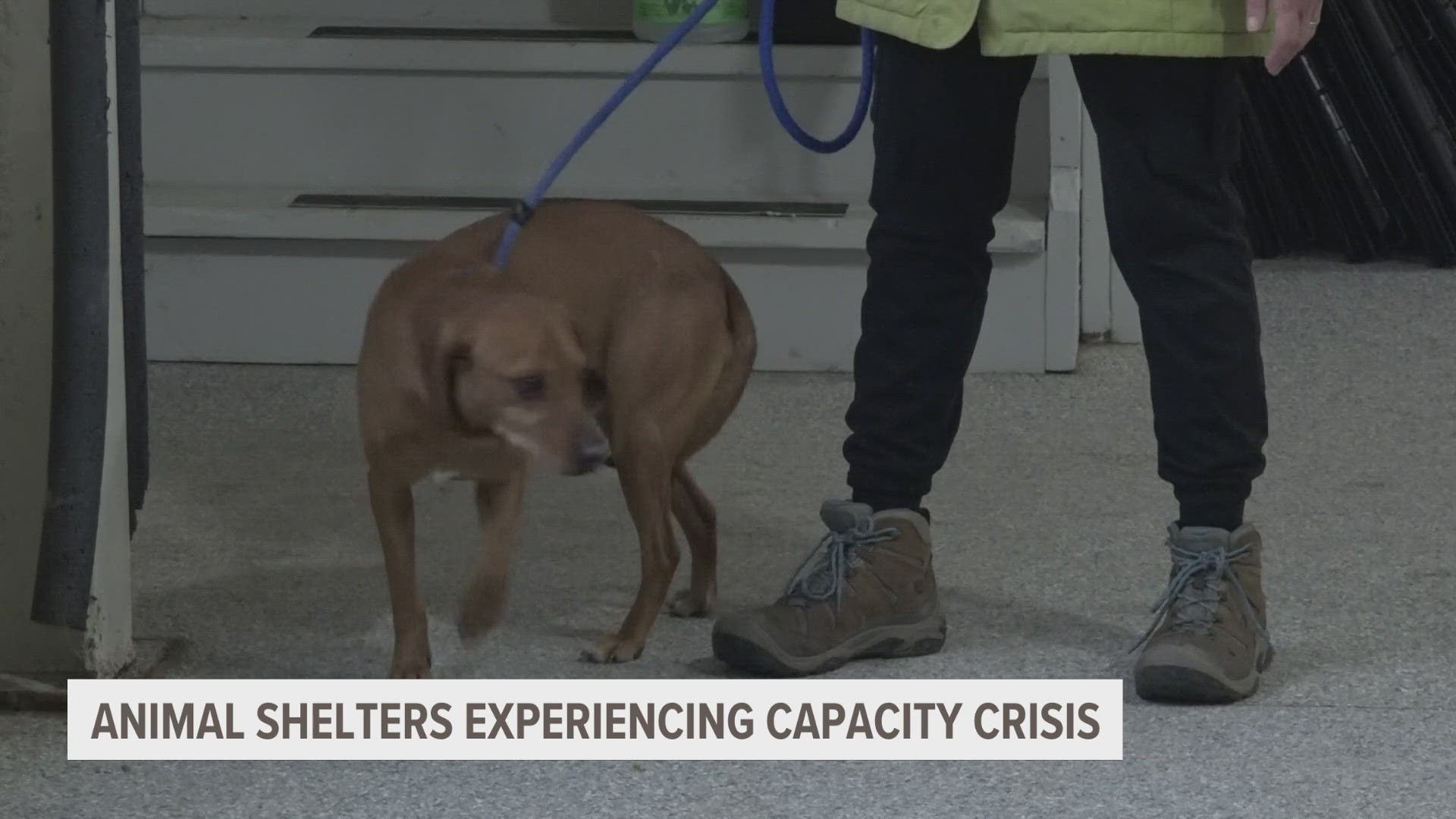 Pound Buddies Animal Shelter is sounding the alarm to pet owners.