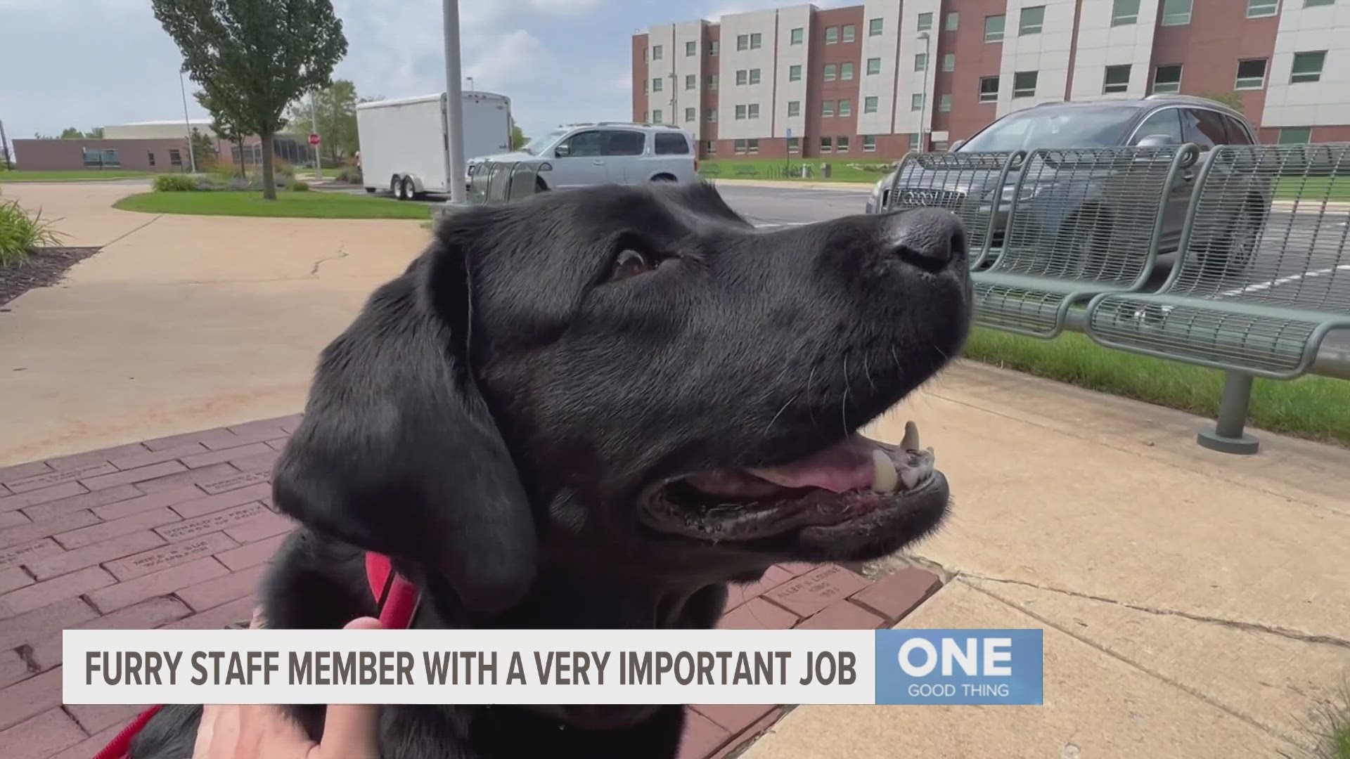 Onyx the therapy dog is Davenport University's newest full-time staff member and she's part of a multi-pronged approach to improving mental health on campus.