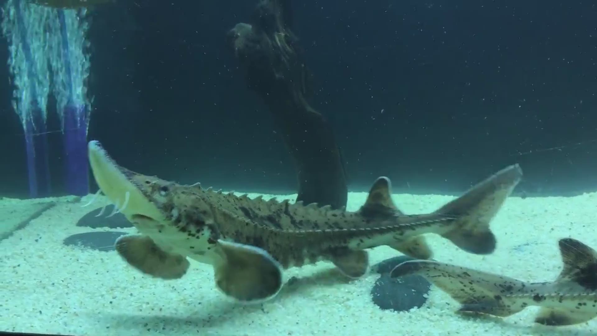 Michigan's largest & longest-living fish species, once on the brink of extinction-are making a comeback.