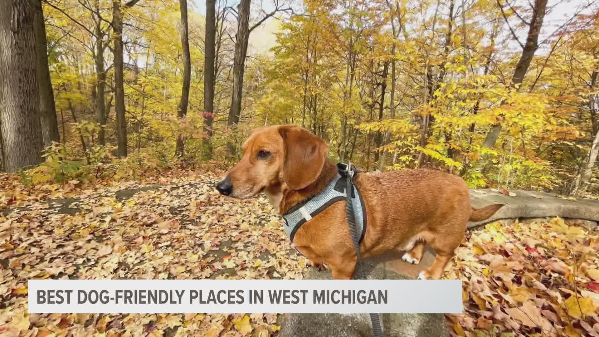 Last month, Rover and Zillow rated Grand Rapids the 20th fastest-growing dog-friendly city in the country.
