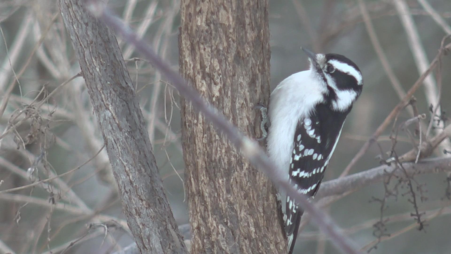 The Great Backyard Bird Count runs from February 18 through 21. It's a citizen science project that anyone can participate in.