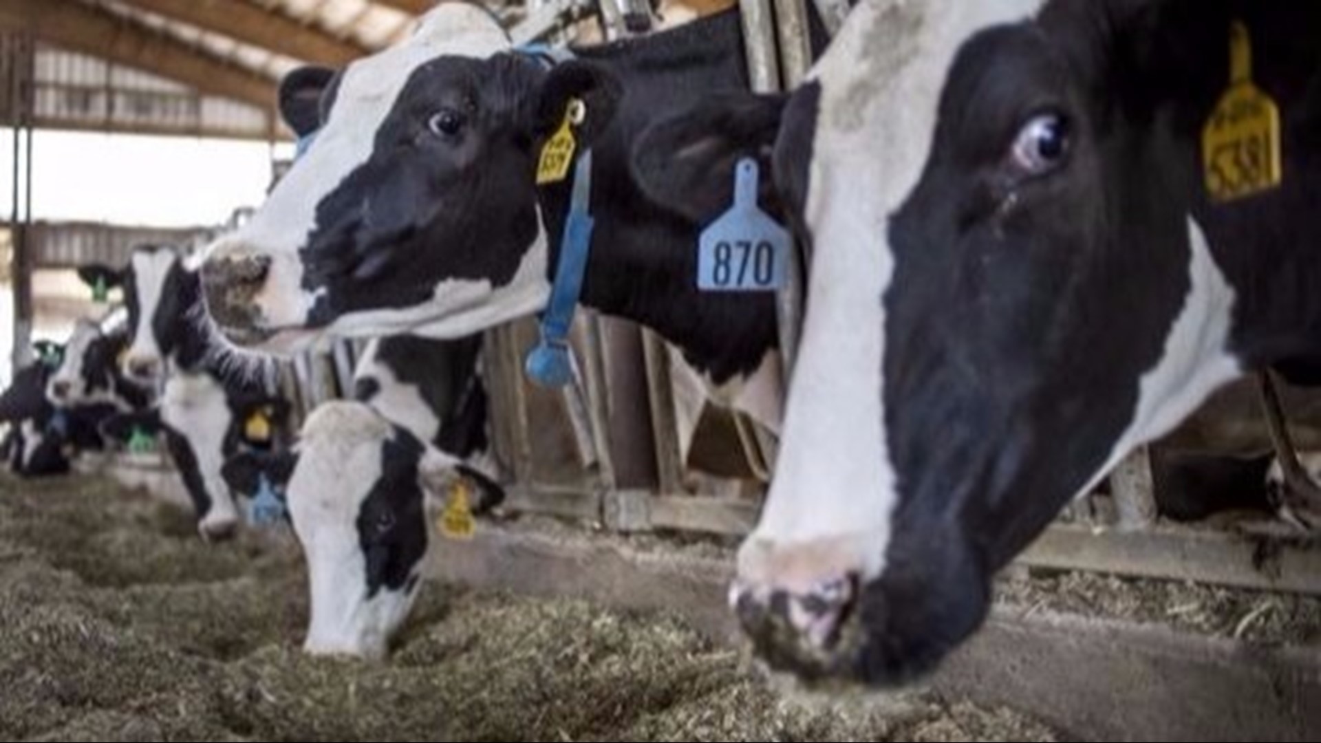Milk production remains uninterrupted as more and more farmers are going out of business in Michigan.