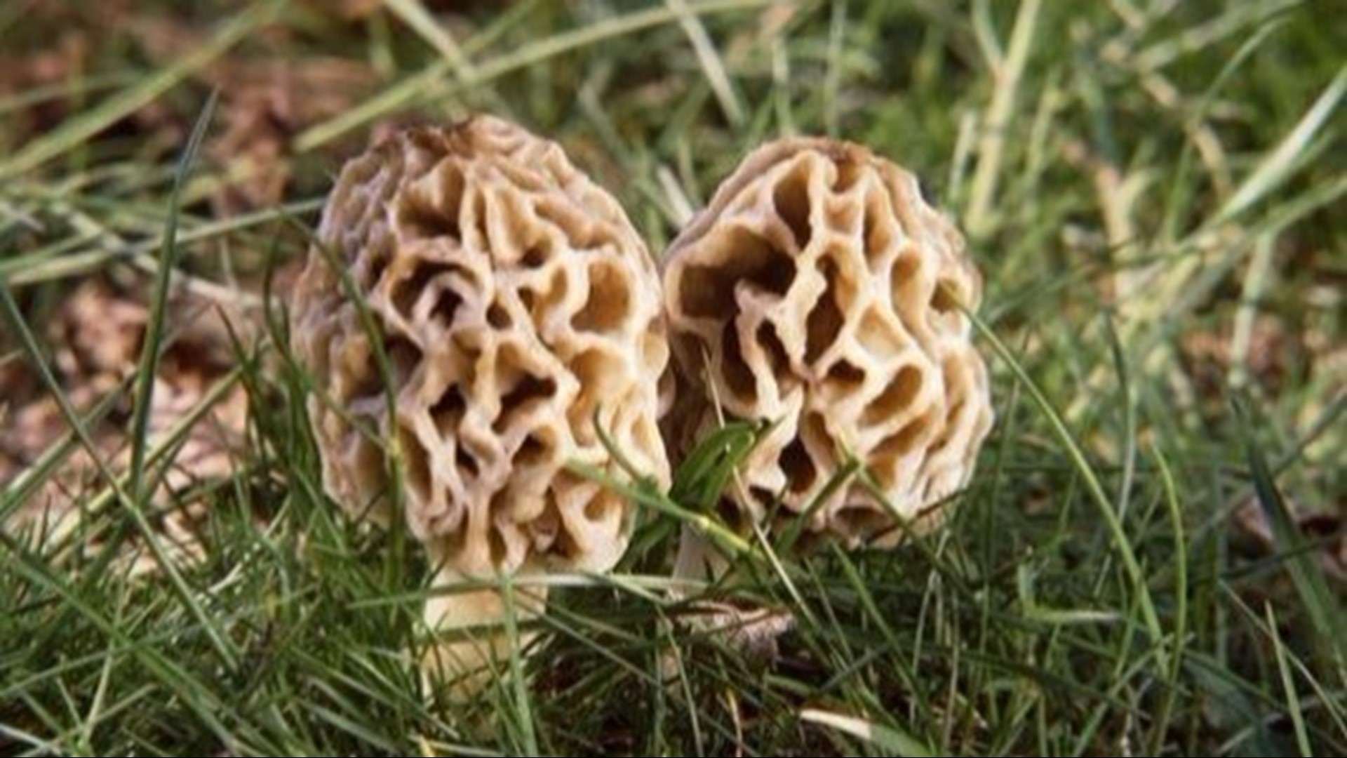 Get up and get out! 13 ON YOUR SIDE Meteorologist Alana Nehring goes hunting for morel mushrooms. She heads to a wooded area in Rockford, Mich., with tips from a mushroom hunting expert.