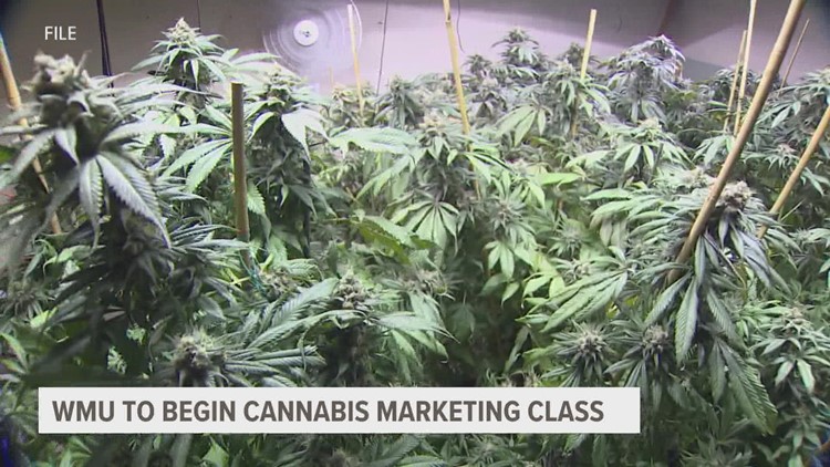 WMU to launch cannabis marketing class in the spring
