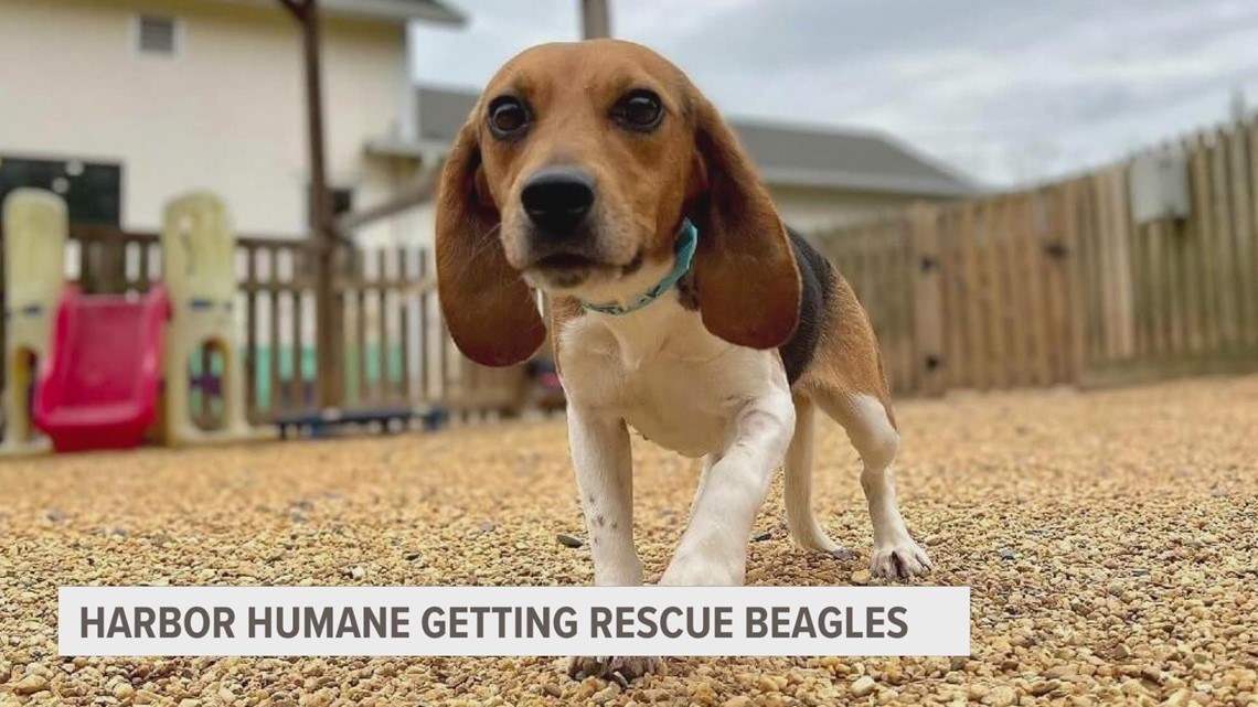 Harbor Humane to rehabilitate small portion of 4,000 beagles freed from Virginia breeding facility
