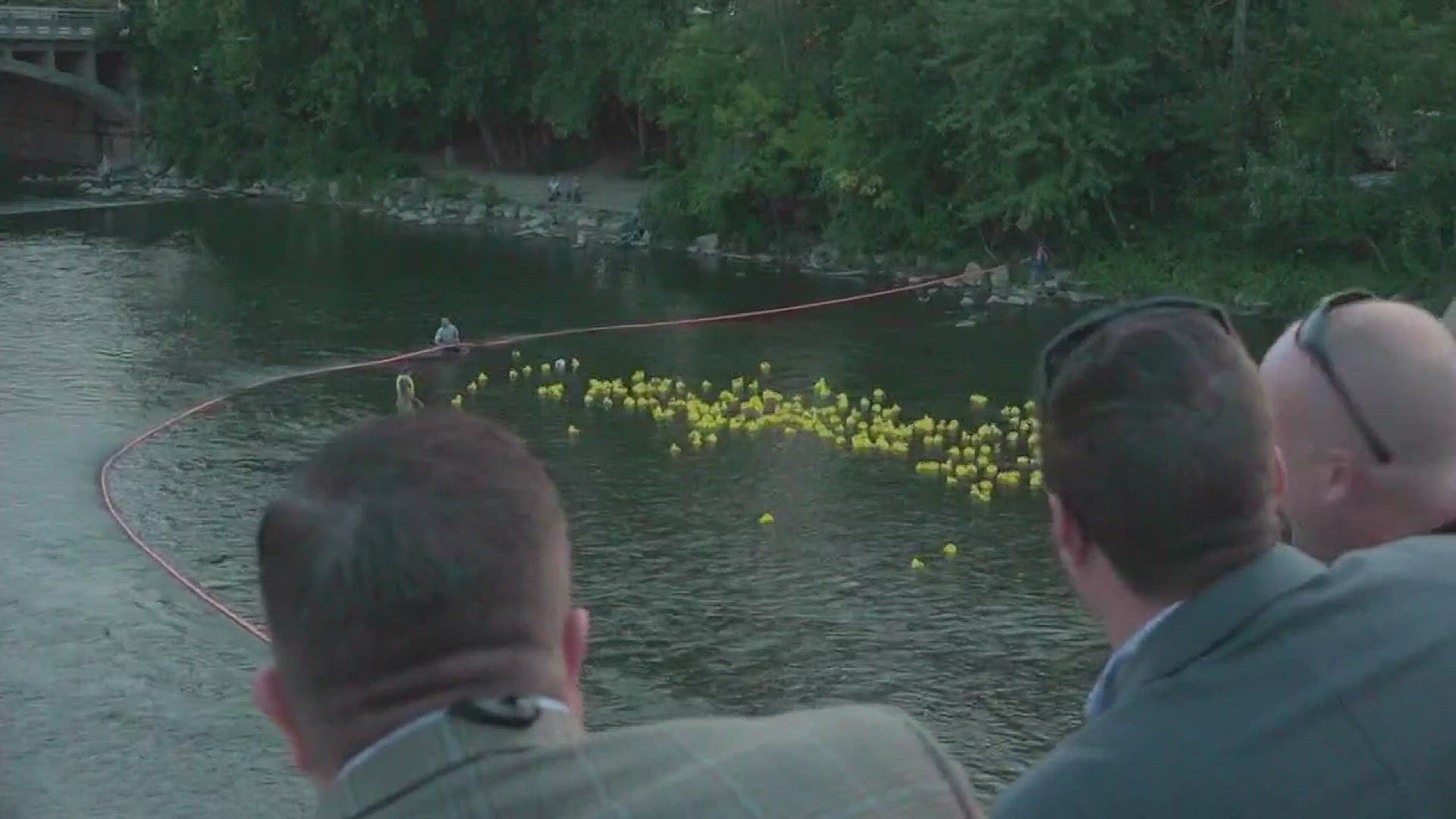 300 rubber ducks in the Grand River