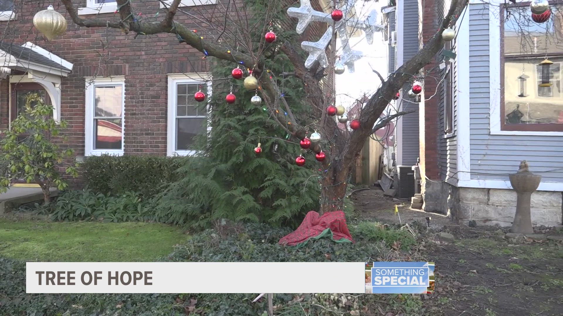 A woman dealing with a hard loss found hope through a dying tree in her front yard — and brought the whole neighborhood together in the process.