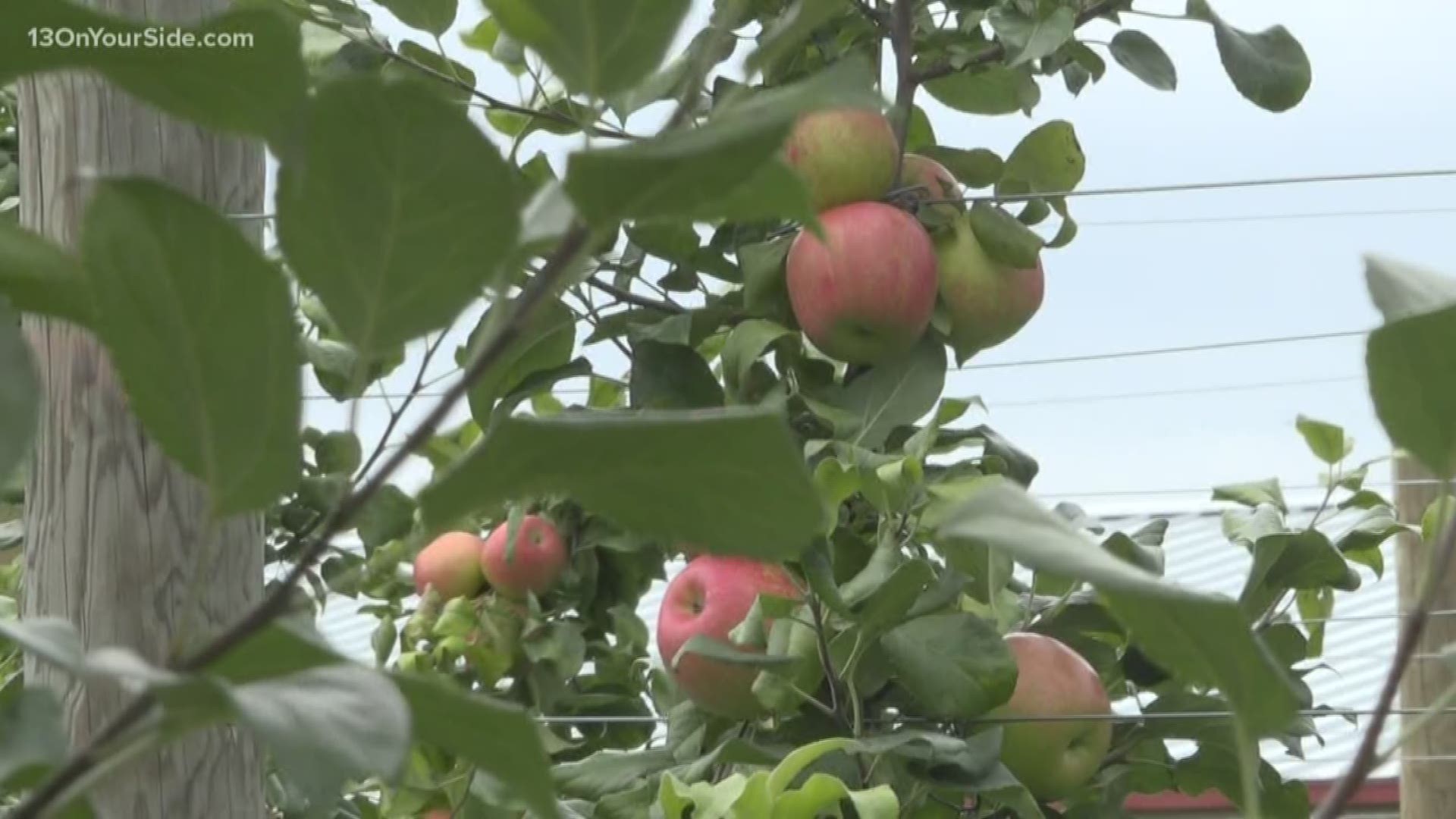 Cosmic Crisp is the first apple ever bred in Washington state, which grows the majority of the United States' apples. It's expected to be a game changer.