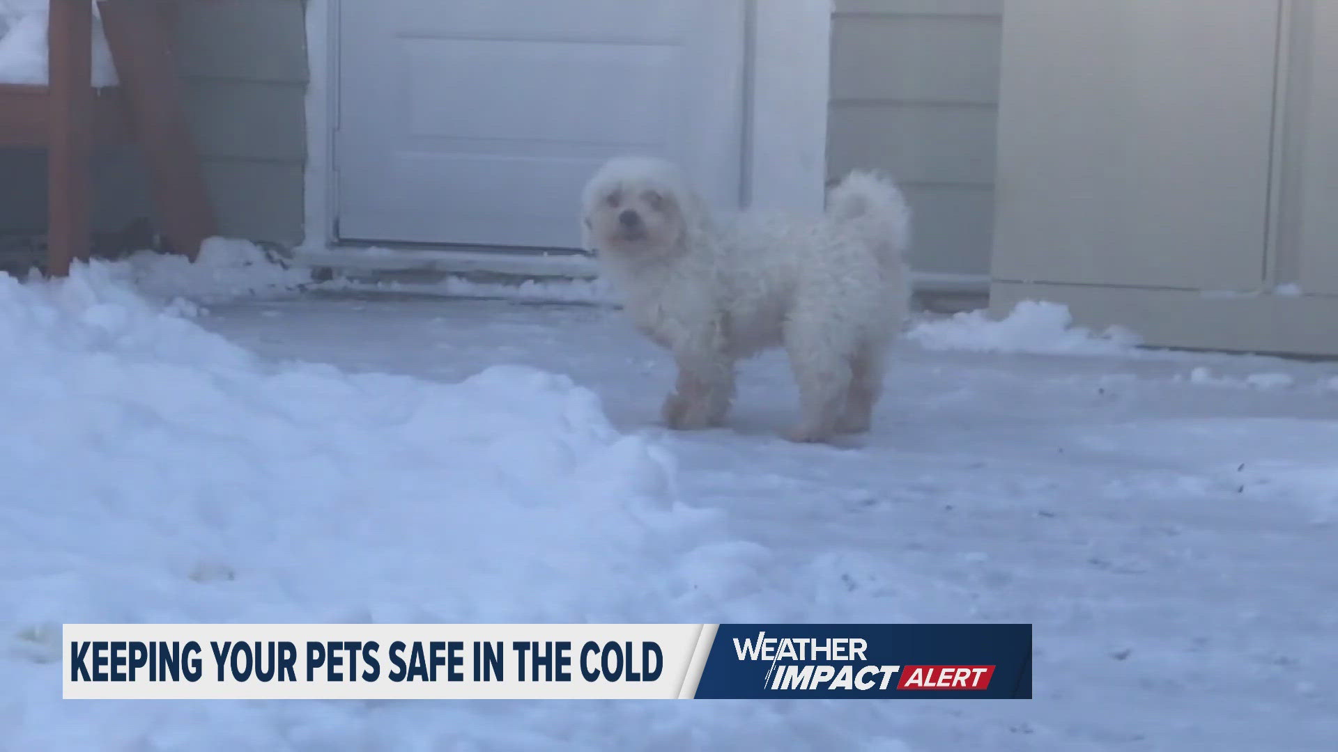 Temperatures are well below freezing and our furry friends are susceptible to the conditions so we talked to experts about the best ways to stay safe.