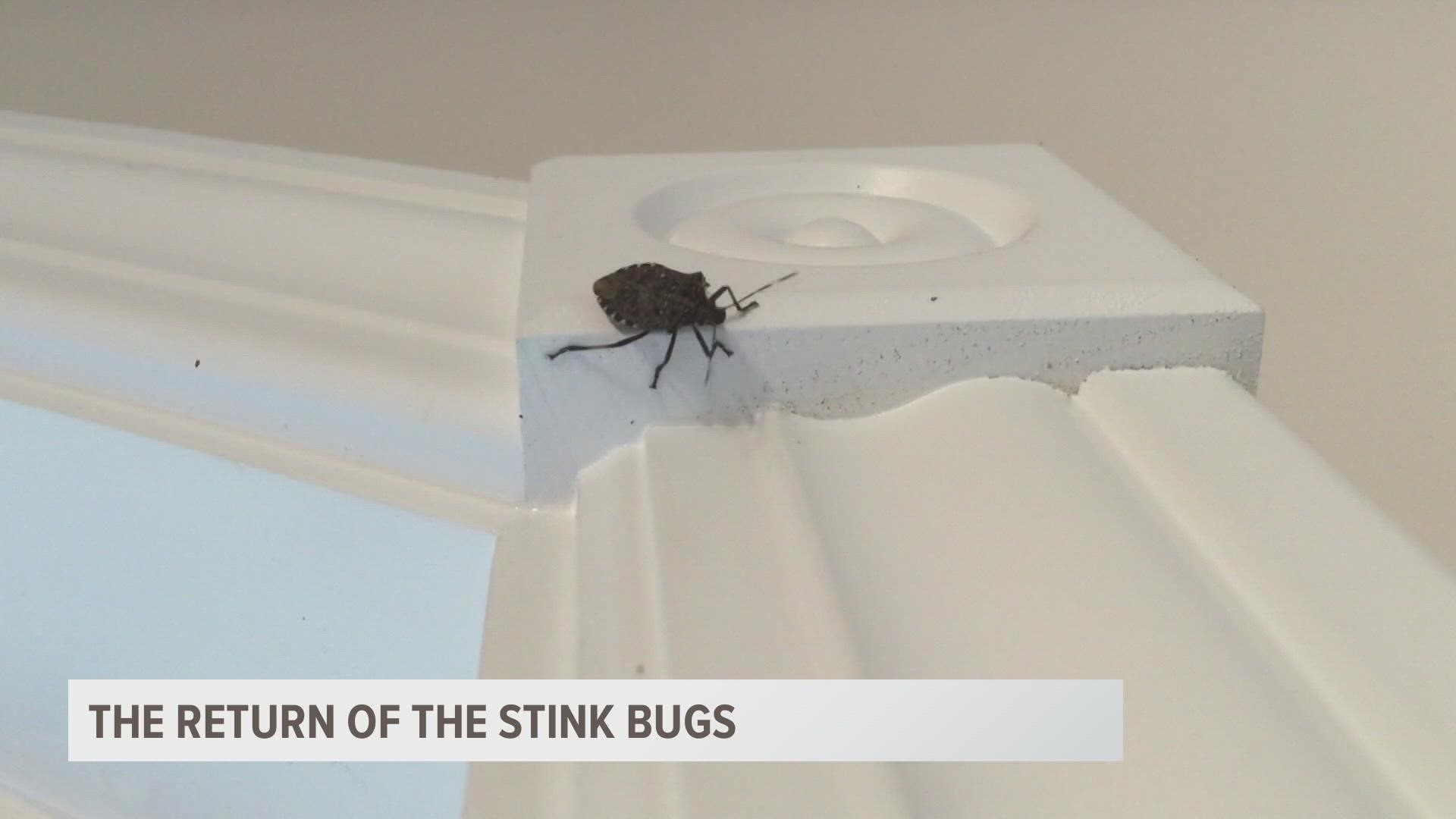 You've likely seen them creeping in around the house or outside in your gardens, the stink bugs are back in West Michigan!