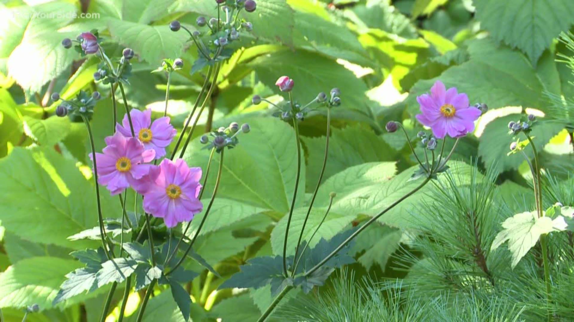Greenthumb expert Rick Vuyst has some picks you might want to add to your garden to keep it blooming into next year.