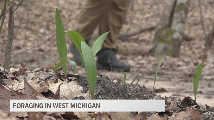 The wild world of foraging in West Michigan