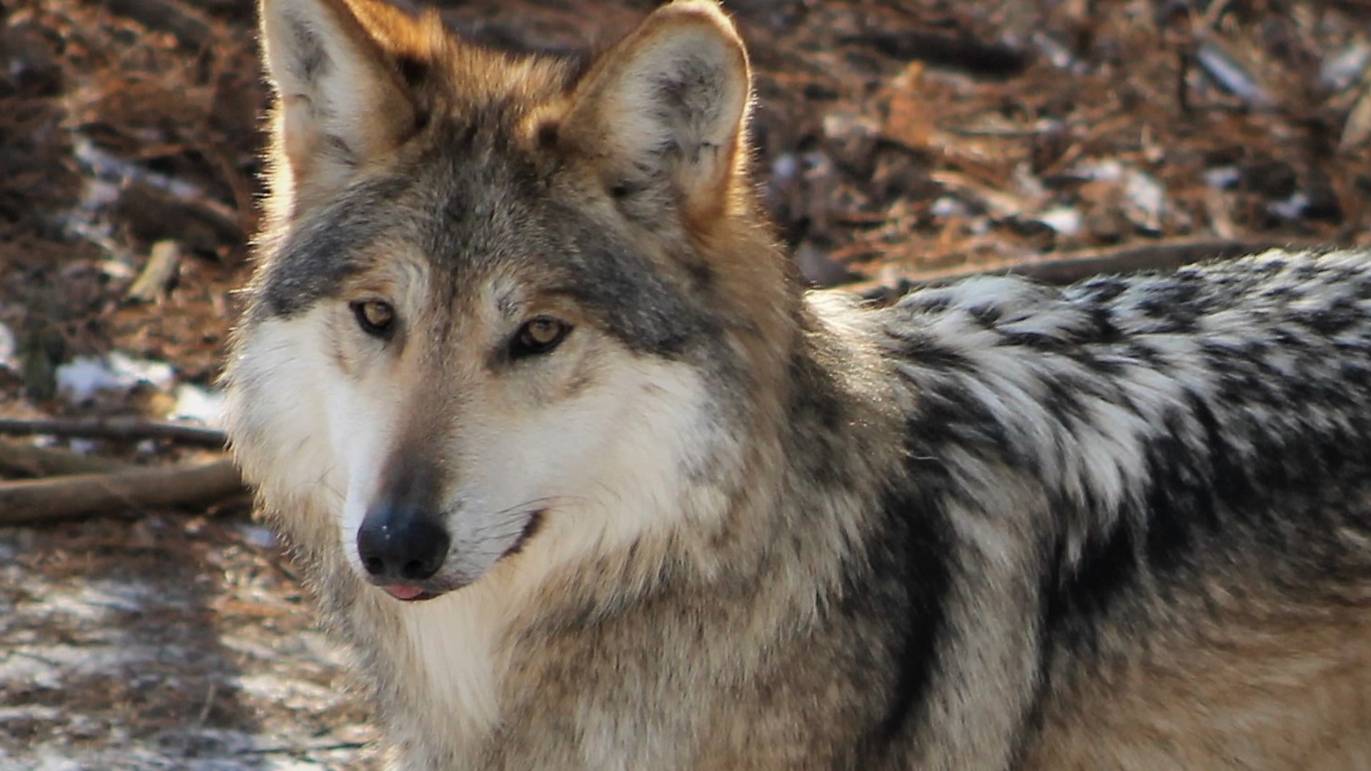 Wolves at Binder Park Zoo get a new den