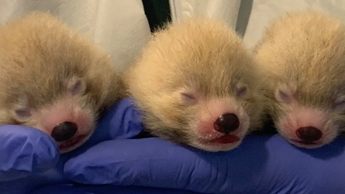Cute Cubs John Ball Zoo Releases New Photos Of Baby Red Pandas Wzzm13 Com