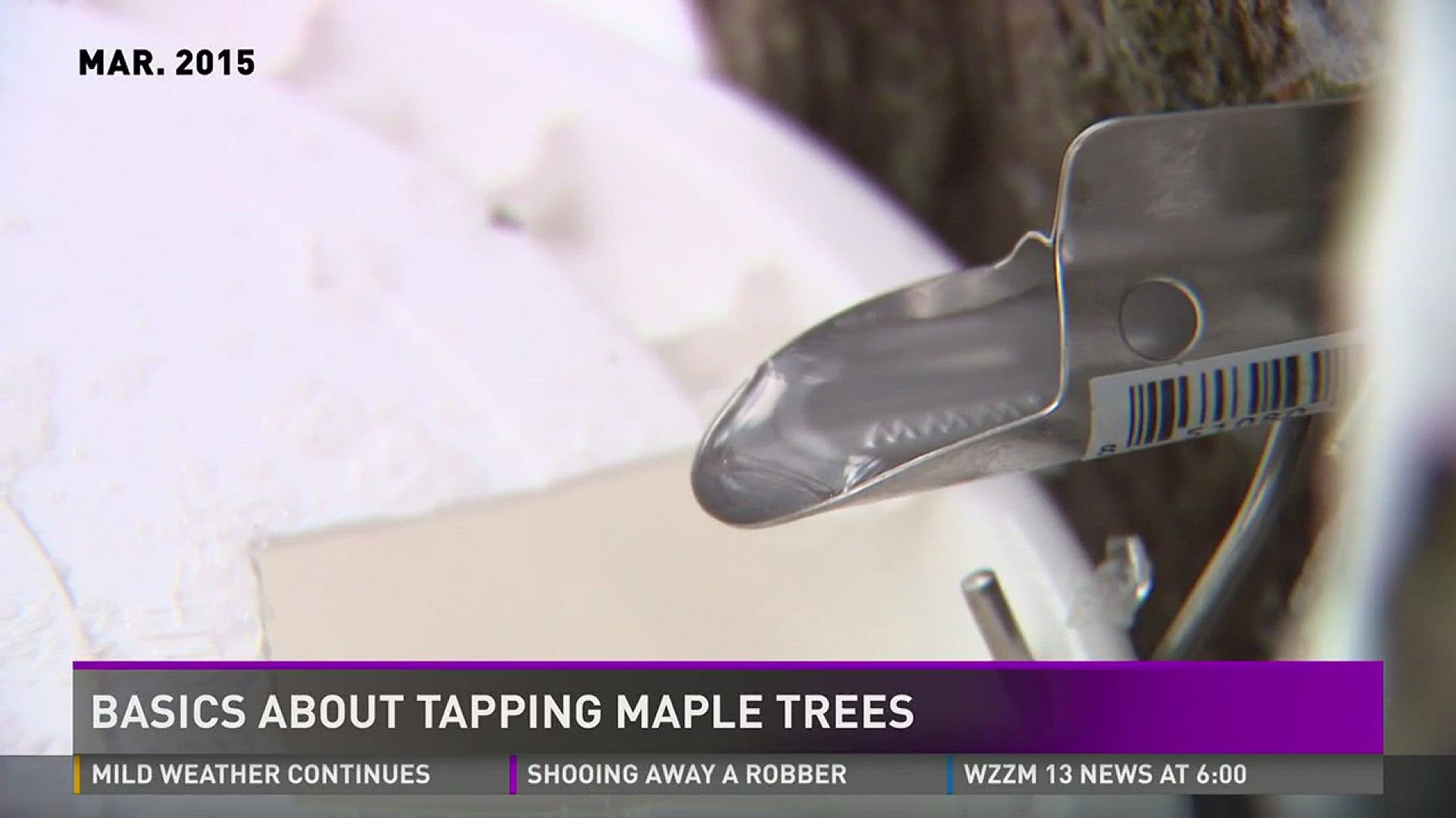 In Michigan, now is the time to tap maple trees.