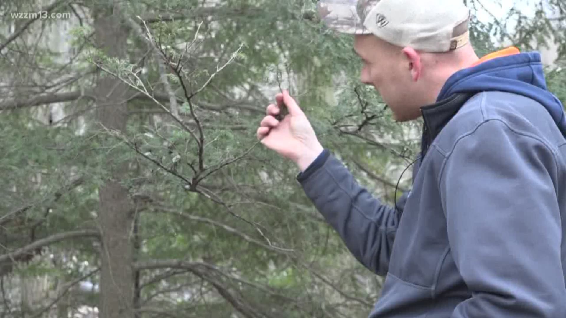 You can spot an infected tree by looking for white, woolly masses attached to the tree at the base of the needle. Eastern hemlock trees are identified by flat needles with two white stripes on their undersides.