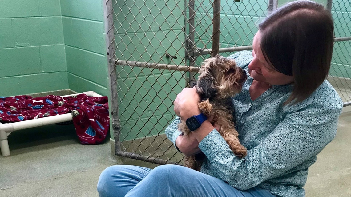 Dog found in Michigan, reunited with Florida owner, 7 years after being ...
