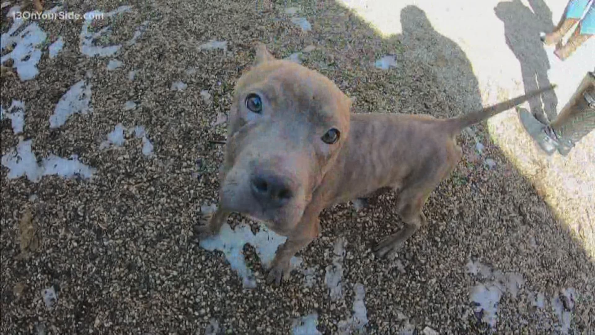 A litter of dogs are recovering after they were found wandering in a field in Fennville.