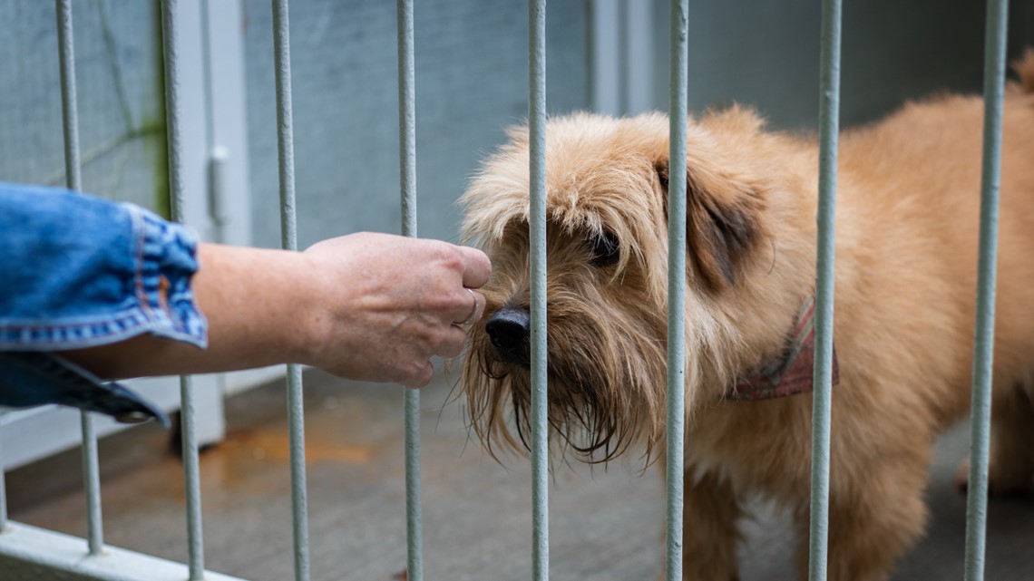 Harbor Humane hosting emergency adoption event this weekend - Vimarsana News