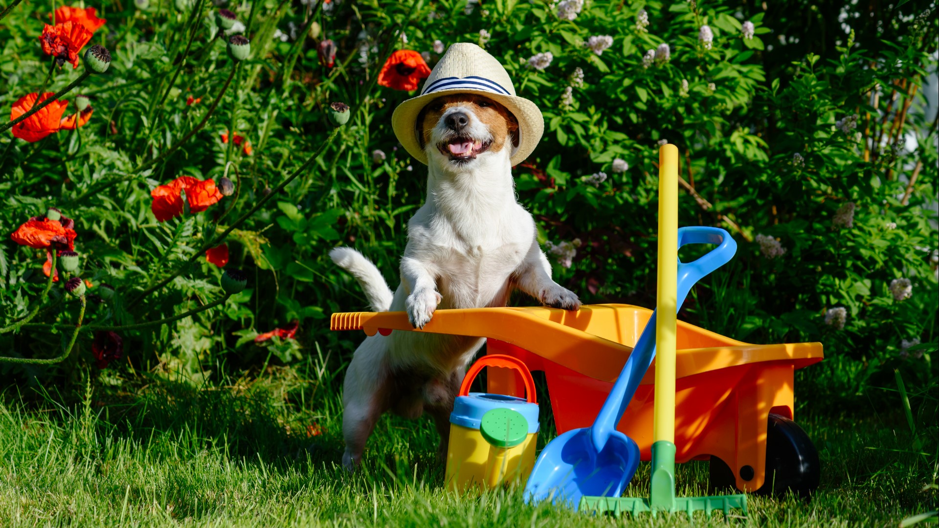 Our pets love exploring the outdoors, and gardens can be especially tempting for curious cats and dogs. So, before letting them play in the yard, make sure that your lawn care habits are pet-friendly.