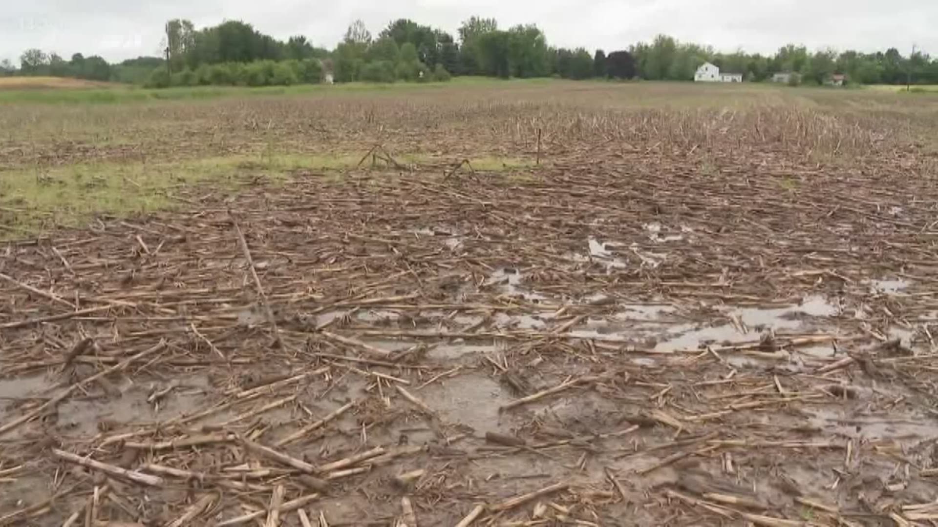 The wet spring will impact this fall's harvest of corn and soybeans.