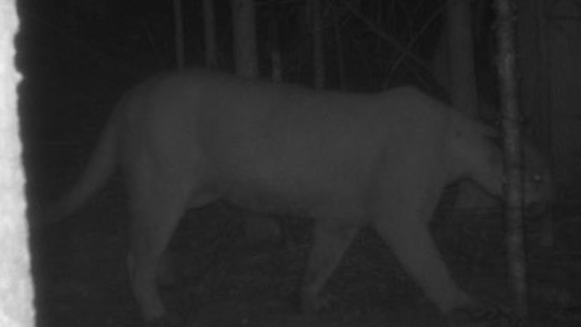 Michigan Dnr Reported More Cougar Sightings In 2020 Than Any Year Since 2008 