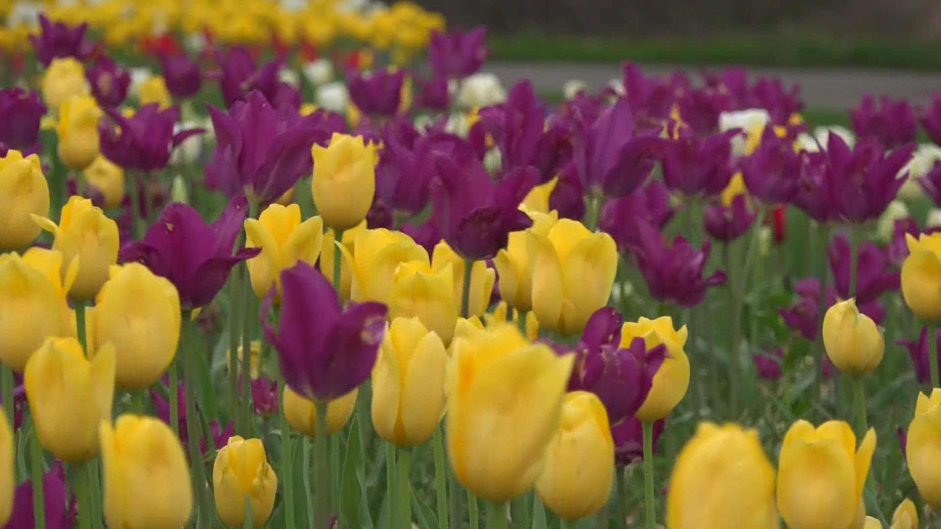 Organizers 'optimistic' that Tulip Time 2021 will go on with changes in place