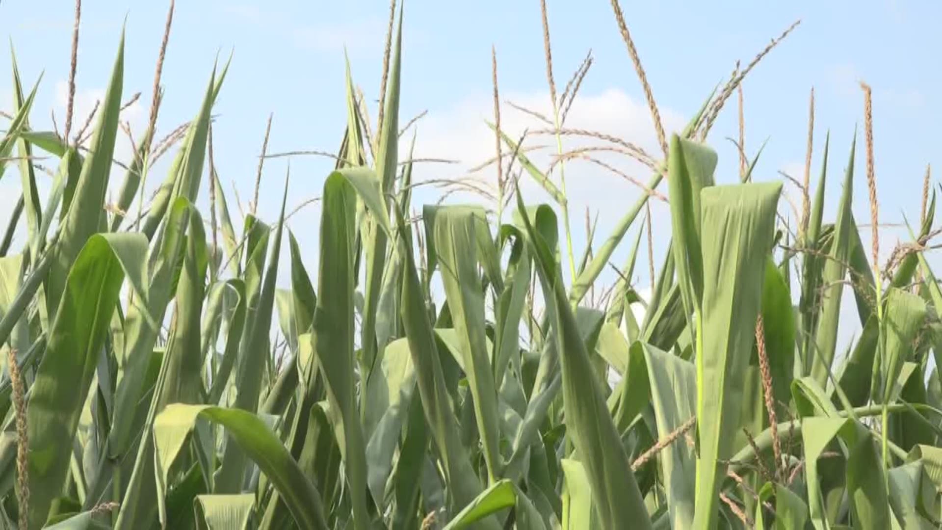 Hot, dry weather taking a toll on crops