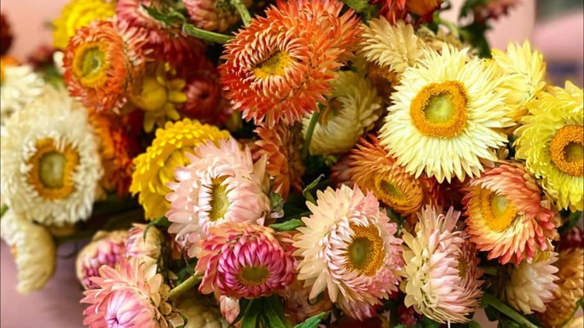 When should you plant your Mother's Day flowers? - Vimarsana News