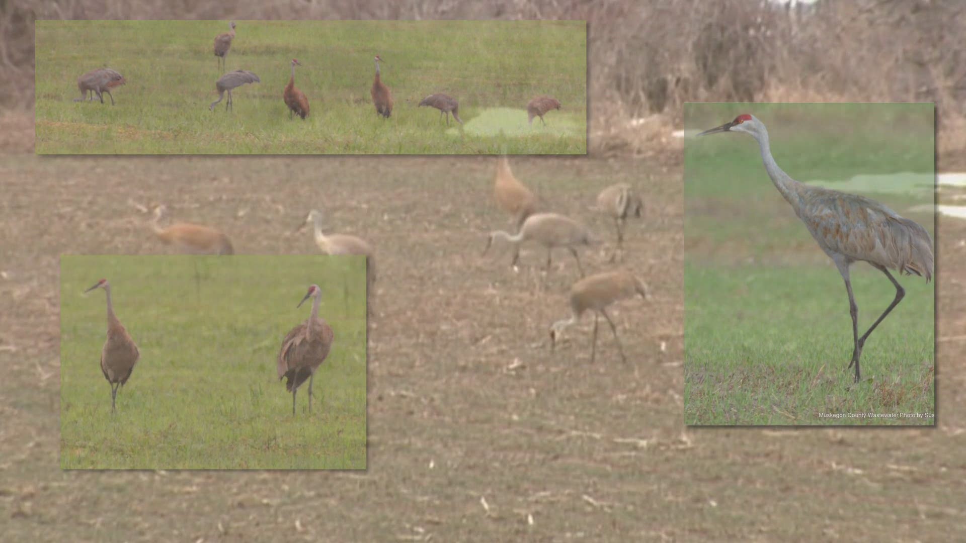 How do Sandhill Cranes Know to Come Back to Door County Every