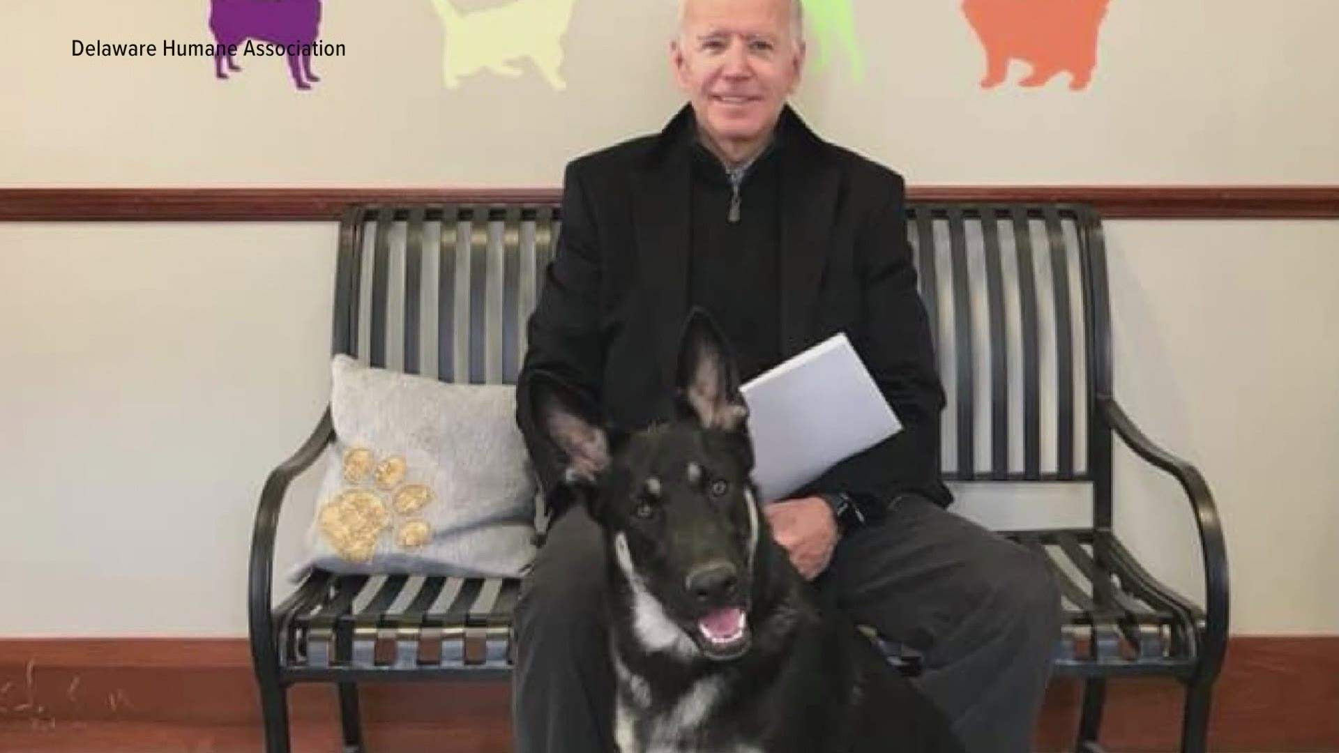 Local shelters are responding to the news that Joe Biden's dog will be the first rescue dog in the White House.