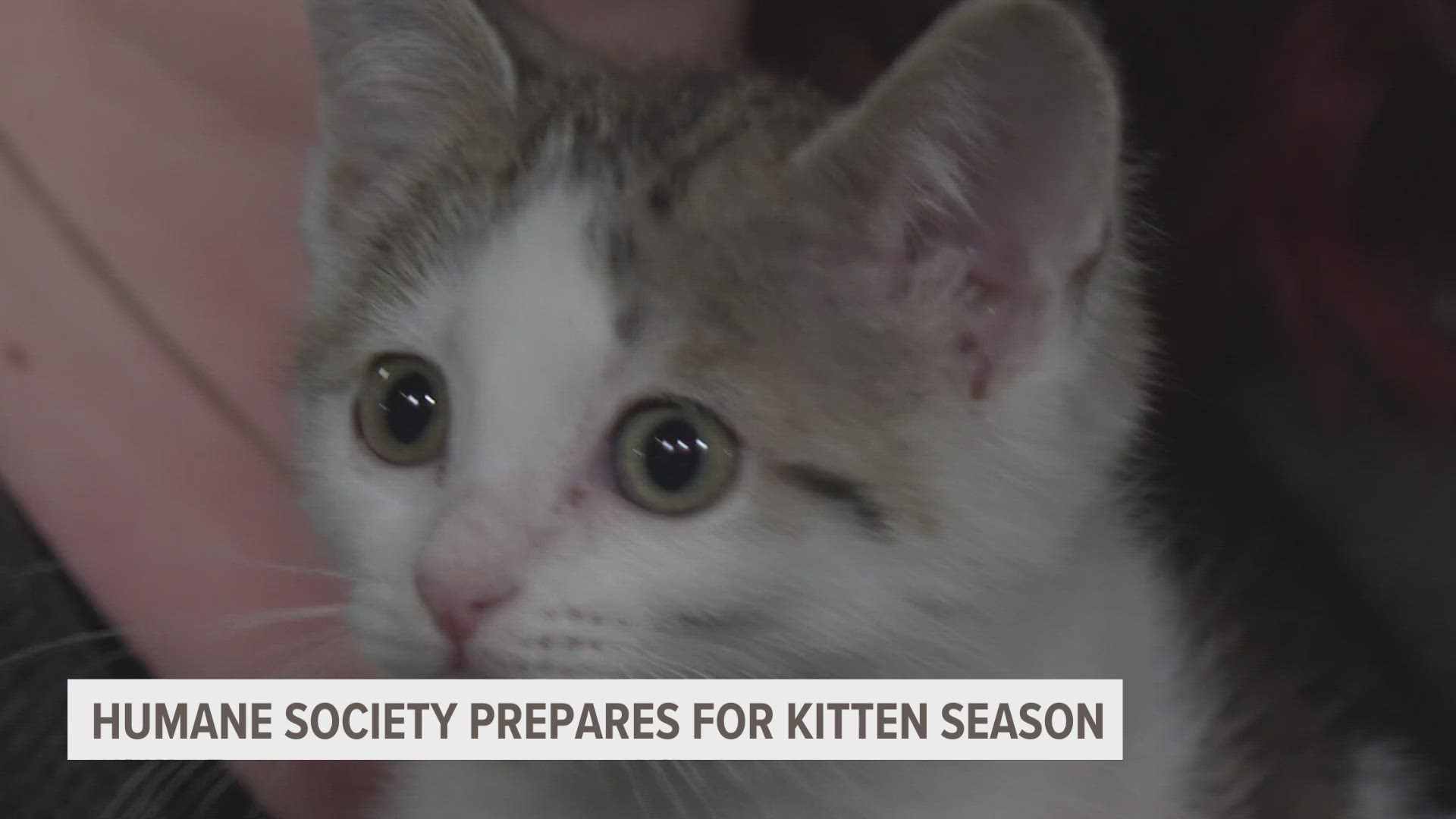 The humane society said they get an influx of kittens this time of year.