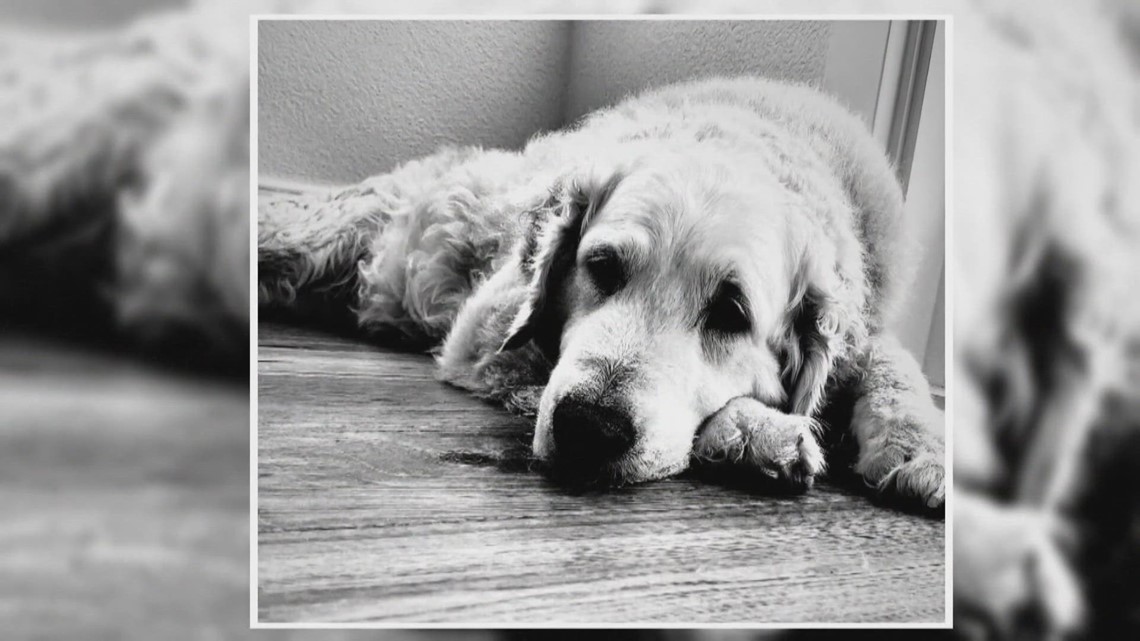 Experts share what dog owners should know about new illness